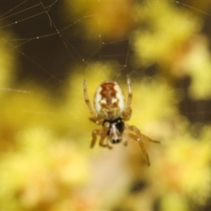 Araneus hamiltoni at Higgins, ACT - 10 Sep 2024 07:14 PM