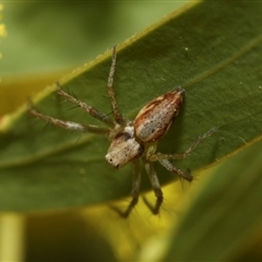 Oxyopes (genus) (Lynx spider) at Higgins, ACT - 10 Sep 2024 by AlisonMilton