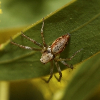 Oxyopes (genus) (Lynx spider) at Higgins, ACT - 10 Sep 2024 by AlisonMilton