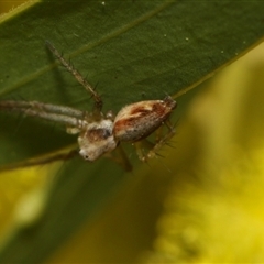 Oxyopes sp. (genus) at Higgins, ACT - 10 Sep 2024