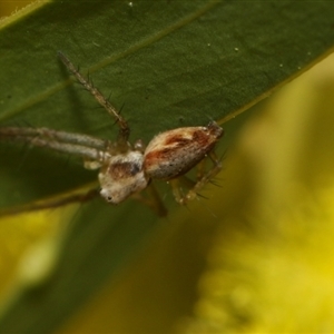 Oxyopes sp. (genus) at Higgins, ACT - 10 Sep 2024 12:45 PM