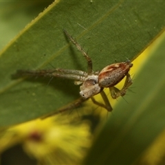 Oxyopes sp. (genus) at Higgins, ACT - 10 Sep 2024 12:45 PM