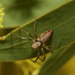 Oxyopes sp. (genus) at Higgins, ACT - 10 Sep 2024 12:45 PM