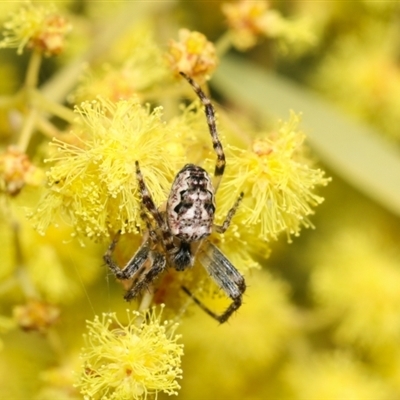 Plebs bradleyi (Enamelled spider) at Higgins, ACT - 10 Sep 2024 by AlisonMilton