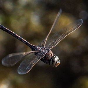 Anax papuensis at Bargara, QLD - 1 Jul 2024 02:20 PM