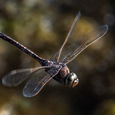 Hemicordulia australiae at Bargara, QLD - 1 Jul 2024 by Petesteamer