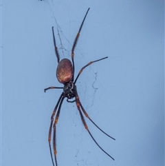 Araneidae (family) at Bundaberg North, QLD - 16 Jun 2024 by Petesteamer