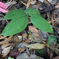 Rhodamnia rubescens (Scrub Turpentine, Brown Malletwood) at Raleigh, NSW - 27 Aug 2024 by jason_john