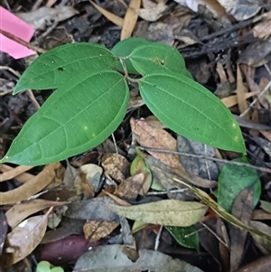 Rhodamnia rubescens at Raleigh, NSW - suppressed