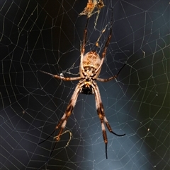 Unverified Orb-weaving spider (several families) at Rubyanna, QLD - 13 Jun 2024 by Petesteamer