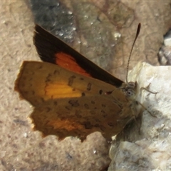 Paralucia aurifera at Paddys River, ACT - 25 Jan 2018