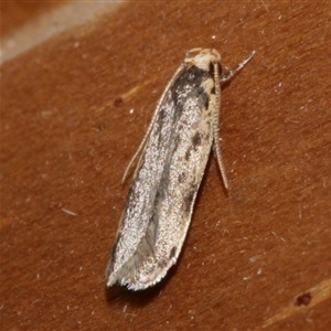 Hoplostega ochroma at Freshwater Creek, VIC - 3 Jun 2021