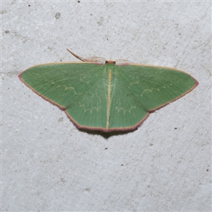 Chlorocoma dichloraria at Freshwater Creek, VIC - 3 Jun 2021