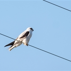 Elanus axillaris (Black-shouldered Kite) at Tallong, NSW - 10 Sep 2024 by Aussiegall