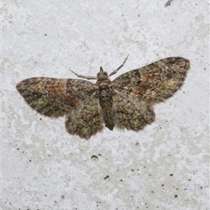 Chloroclystis catastreptes at Freshwater Creek, VIC - 3 Jun 2021 10:57 PM