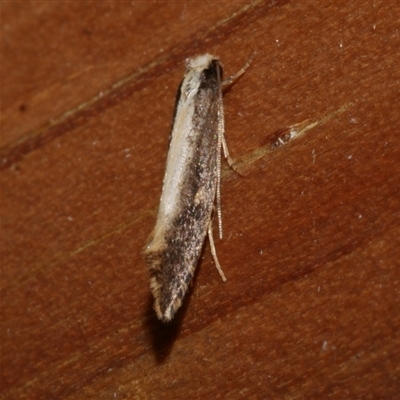 Monopis ethelella (Dead Sheep's Moth) at Freshwater Creek, VIC - 3 Jun 2021 by WendyEM