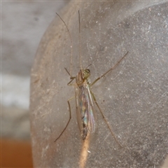 Chironomidae (family) at Freshwater Creek, VIC - 3 Jun 2021 by WendyEM