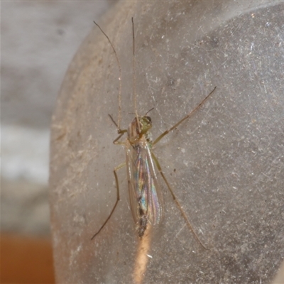 Chironomidae (family) at Freshwater Creek, VIC - 3 Jun 2021 by WendyEM