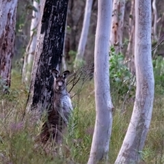 Macropus giganteus (Eastern Grey Kangaroo) at Penrose, NSW - 10 Sep 2024 by Aussiegall