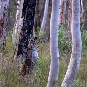 Macropus giganteus at Penrose, NSW - 10 Sep 2024 06:36 PM