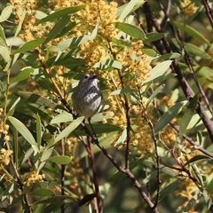 Acanthiza pusilla (Brown Thornbill) at Greenway, ACT - 10 Sep 2024 by RodDeb