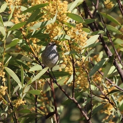 Acanthiza pusilla (Brown Thornbill) at Greenway, ACT - 10 Sep 2024 by RodDeb