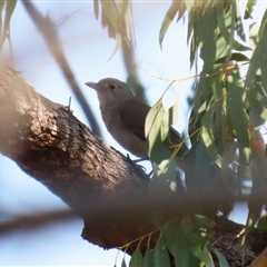 Colluricincla harmonica (Grey Shrikethrush) at Greenway, ACT - 10 Sep 2024 by RodDeb