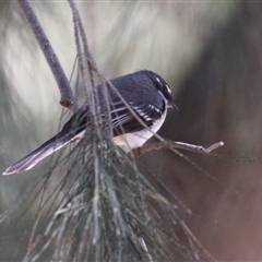 Rhipidura albiscapa at Greenway, ACT - 10 Sep 2024