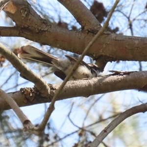 Rhipidura albiscapa at Greenway, ACT - 10 Sep 2024