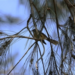 Rhipidura albiscapa at Greenway, ACT - 10 Sep 2024