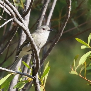 Pachycephala pectoralis at Greenway, ACT - 10 Sep 2024