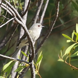 Pachycephala pectoralis at Greenway, ACT - 10 Sep 2024