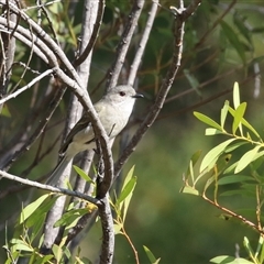 Pachycephala pectoralis at Greenway, ACT - 10 Sep 2024