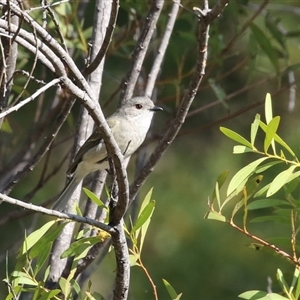 Pachycephala pectoralis at Greenway, ACT - 10 Sep 2024