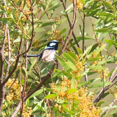 Malurus cyaneus (Superb Fairywren) at Greenway, ACT - 10 Sep 2024 by RodDeb