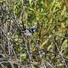 Malurus cyaneus at Greenway, ACT - 10 Sep 2024