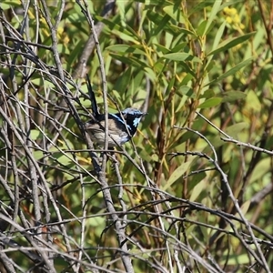 Malurus cyaneus at Greenway, ACT - 10 Sep 2024