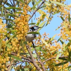 Malurus cyaneus at Greenway, ACT - 10 Sep 2024