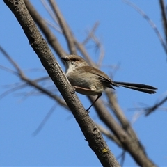 Malurus cyaneus at Greenway, ACT - 10 Sep 2024