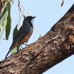 Pachycephala rufiventris (Rufous Whistler) at Greenway, ACT - 10 Sep 2024 by RodDeb