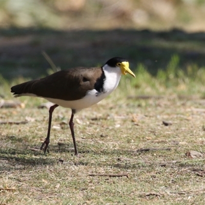 Vanellus miles (Masked Lapwing) at Greenway, ACT - 10 Sep 2024 by RodDeb