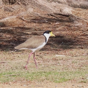 Vanellus miles at Greenway, ACT - 10 Sep 2024