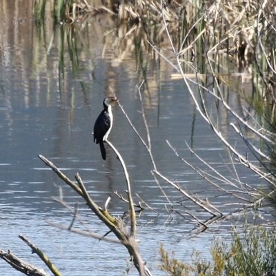 Microcarbo melanoleucos (Little Pied Cormorant) at Greenway, ACT - 10 Sep 2024 by RodDeb