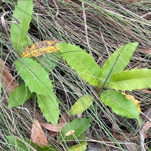 Lomatia ilicifolia at Majors Creek, NSW - 2 Mar 2024