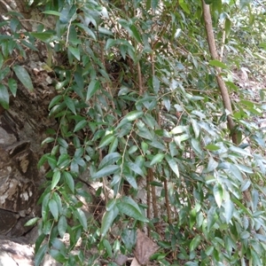 Cleistanthus cunninghamii at Pappinbarra, NSW - 28 Aug 2024 11:54 AM