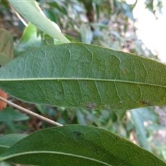 Cleistanthus cunninghamii at Pappinbarra, NSW - 28 Aug 2024 11:54 AM