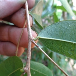 Cleistanthus cunninghamii at Pappinbarra, NSW - 28 Aug 2024 11:54 AM