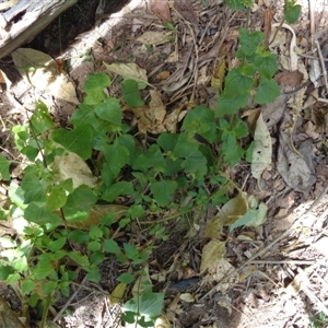 Ageratum houstonianum at Pappinbarra, NSW - 18 Aug 2024 11:59 AM