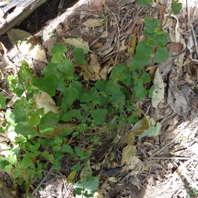 Ageratum houstonianum (Blue Billy Goat Weed) at Pappinbarra, NSW - 18 Aug 2024 by jonvanbeest