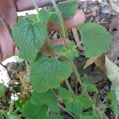 Ageratum houstonianum at Pappinbarra, NSW - 18 Aug 2024 11:59 AM